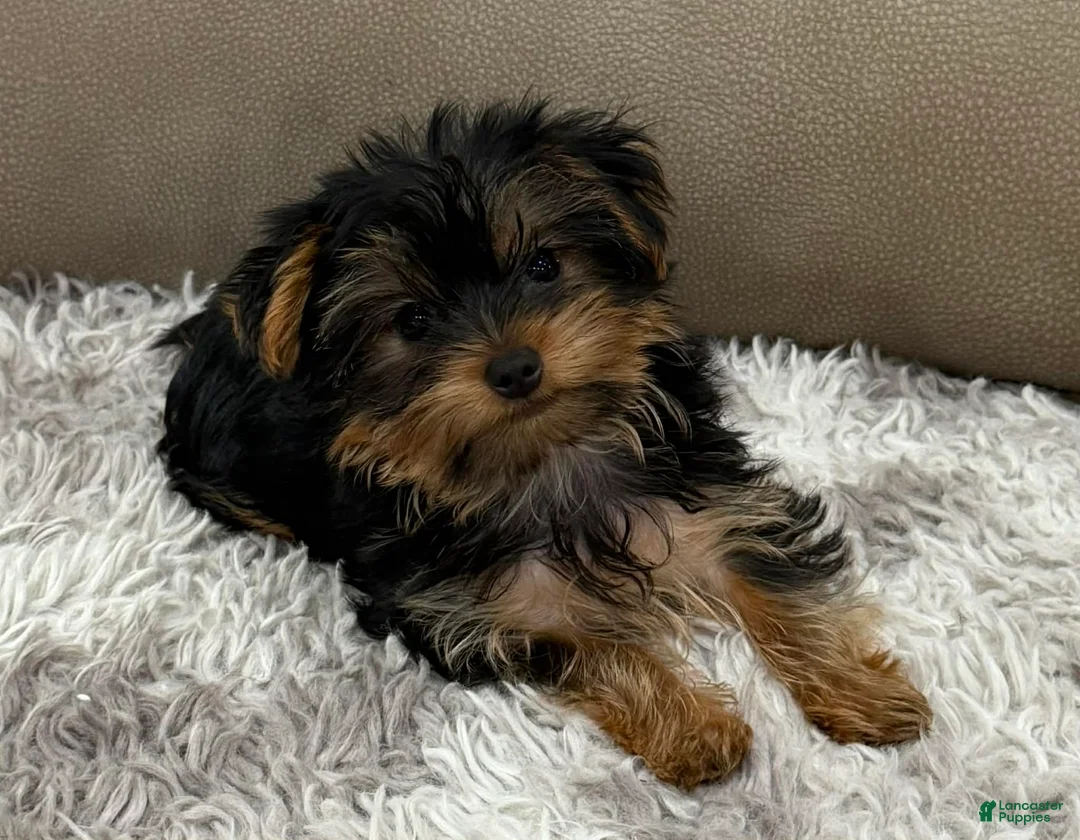 Yorkshire Terrier dogs for sale: Tank - Ad 2