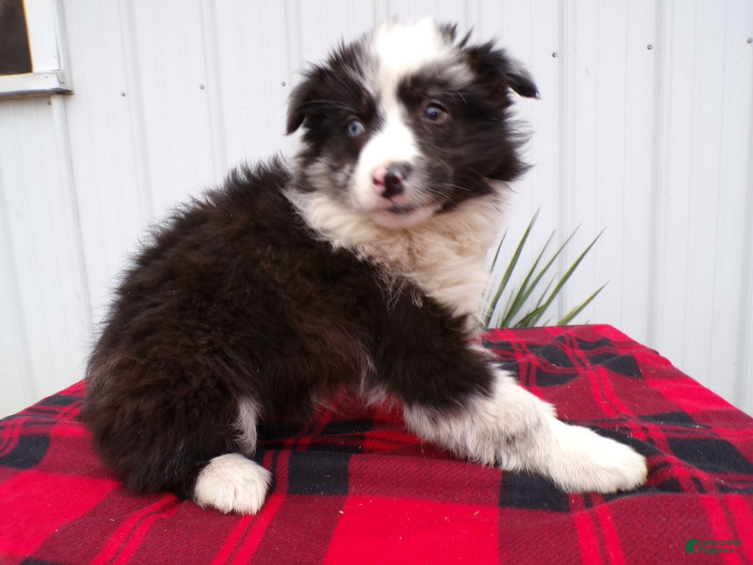 Border Collie dogs for sale: Border Collie Puppy 4 Sassy - Ad 2