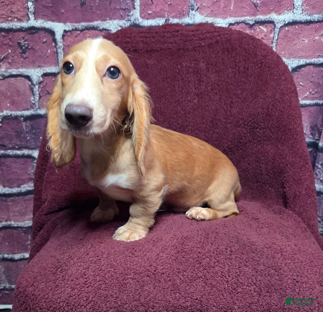 Miniature Dachshund dogs for sale: Max - Ad 1