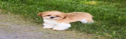 Shih Tzu dogs for sale: Flash  - Ad 4