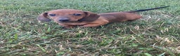 Dachshund dogs for sale: Dustin - Ad 4