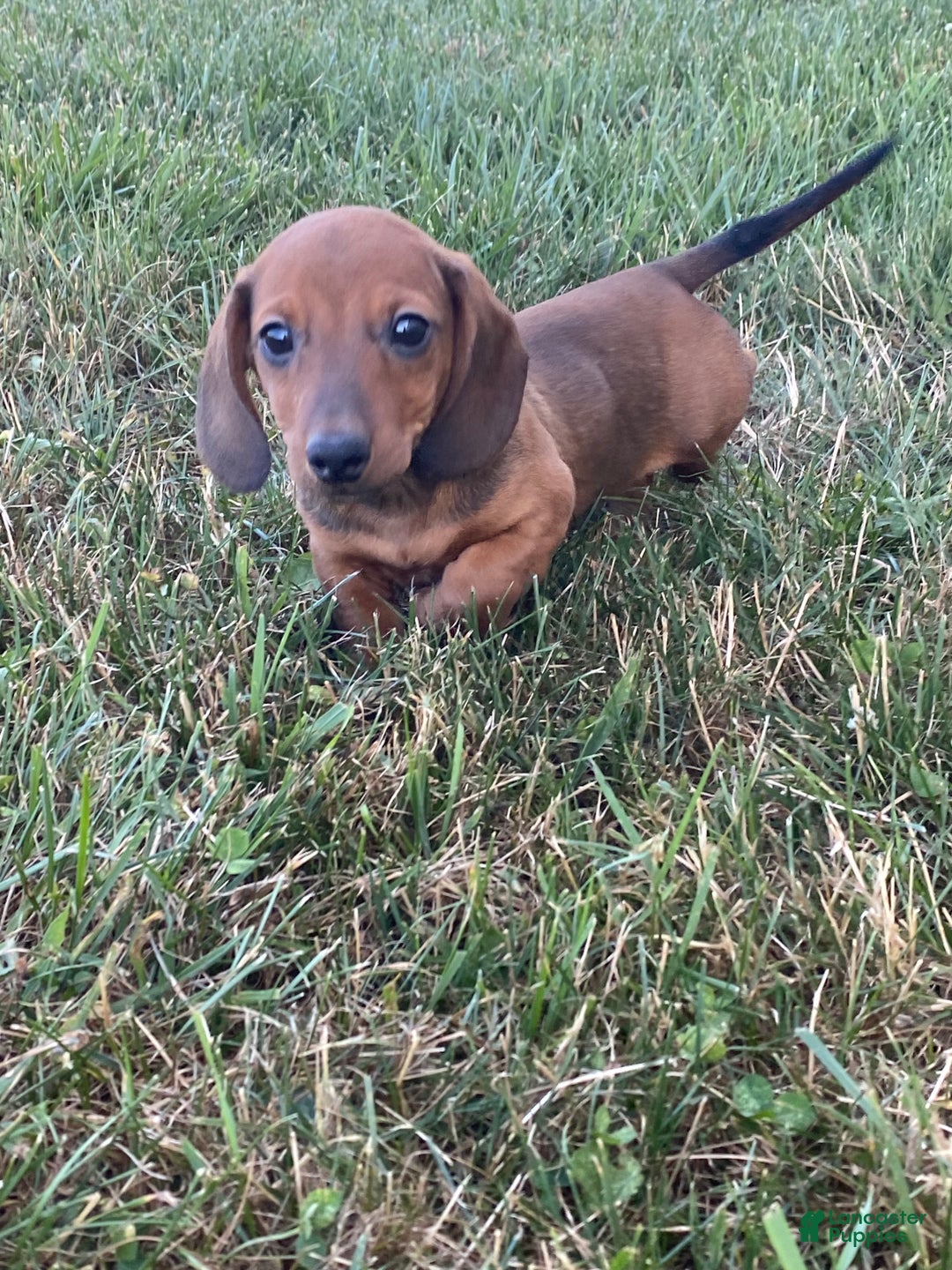 Dachshund dogs for sale: Dustin - Ad 4