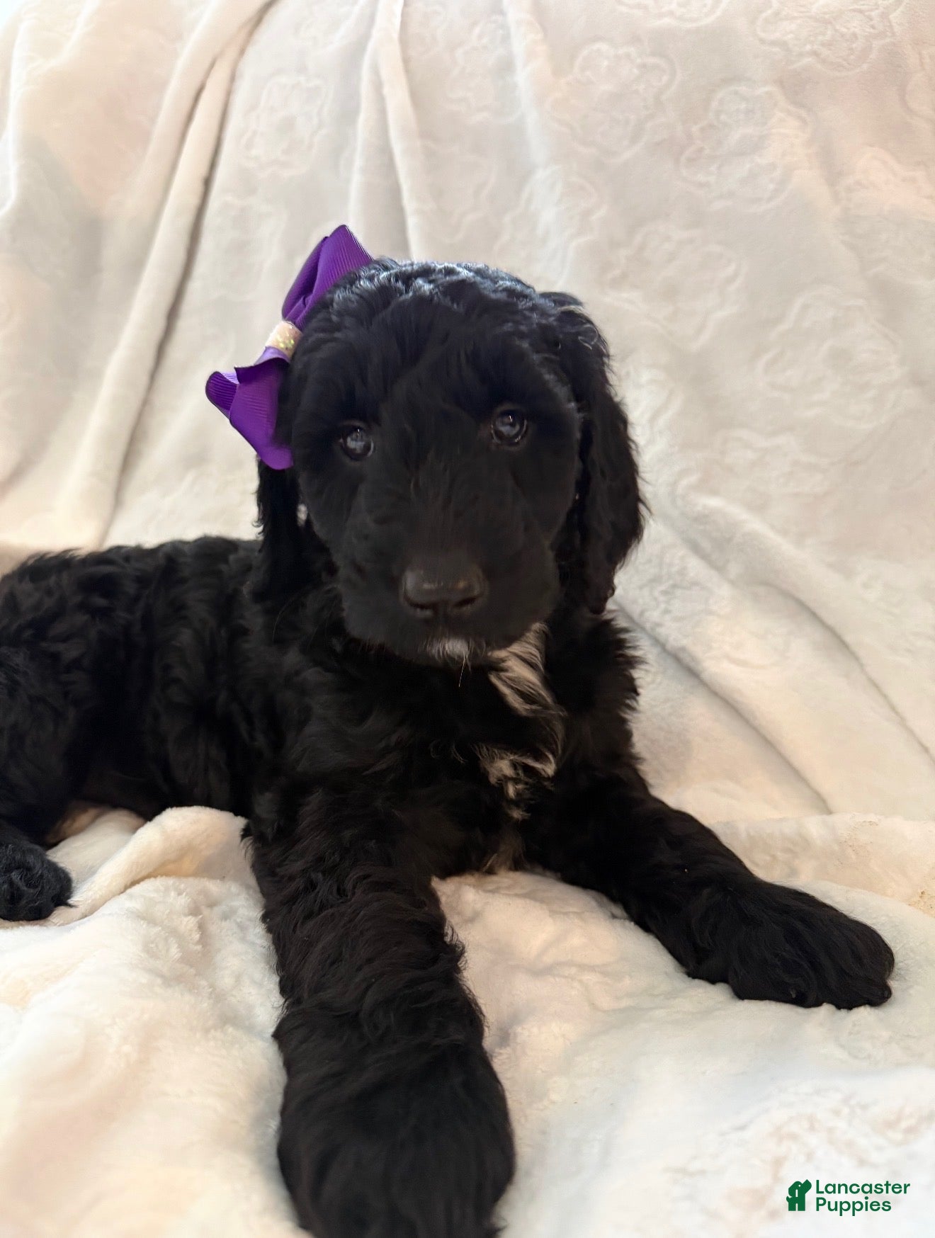 Goldendoodle dogs Lily - Ad 6