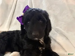 Goldendoodle dogs Lily - Ad 6
