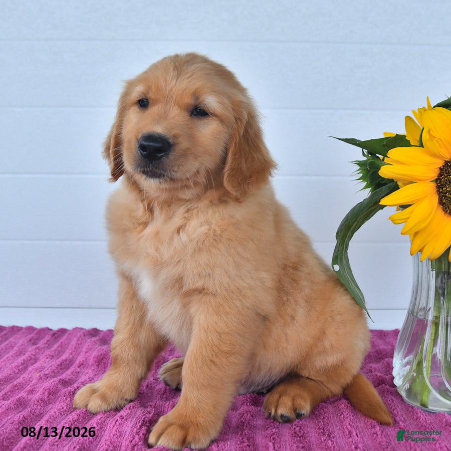 Golden Retriever dogs Chestnut - Ad 2