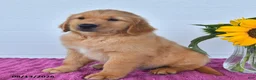 Golden Retriever dogs for sale: Chestnut - Ad 2