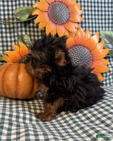 Yorkshire Terrier dogs Teacup/Pocketbook Yorkshire Terrier 1 - Ad 2