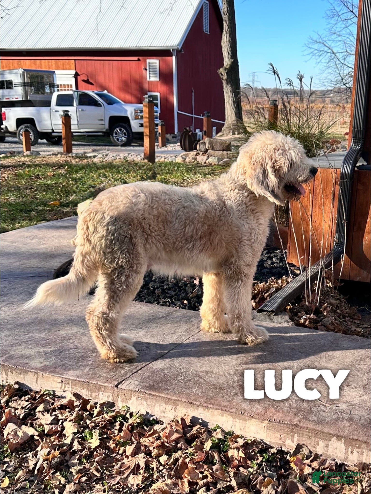 Saint Berdoodles dogs Linus - Standard F1b - Ad 2