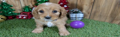 Cavapoo Puppy 2