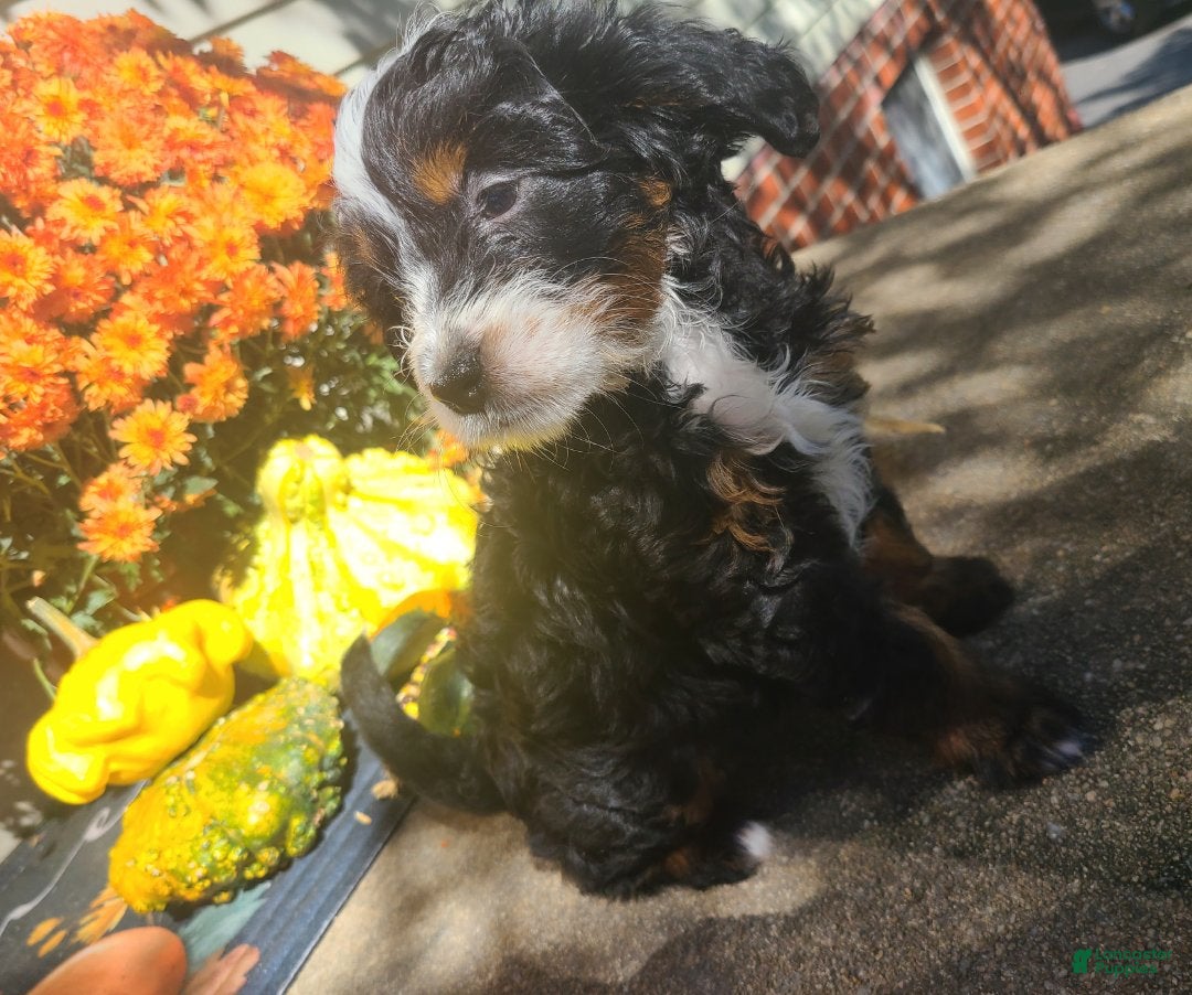 Mini Bernedoodle Puppies for sale in Lebanon, Pennsylvania