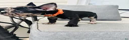 French Bulldog dogs for sale: French Bulldog Puppy 2 - Ad 1
