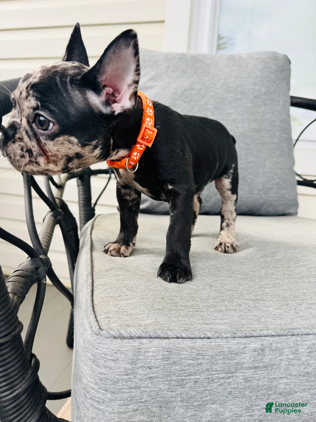 French Bulldog dogs for sale: French Bulldog Puppy 2 - Ad 1