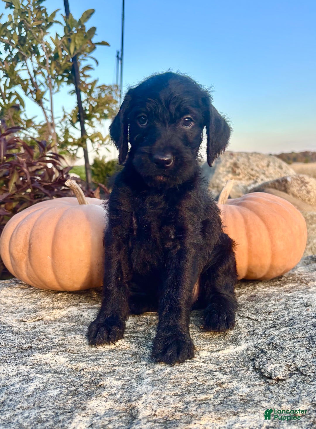 Mixed Breed dogs for sale: Josie - Ad 4