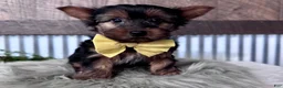 Yorkshire Terrier dogs for sale: Miles - Ad 5