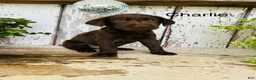 Labrador Retriever dogs for sale: Charlie - Ad 3