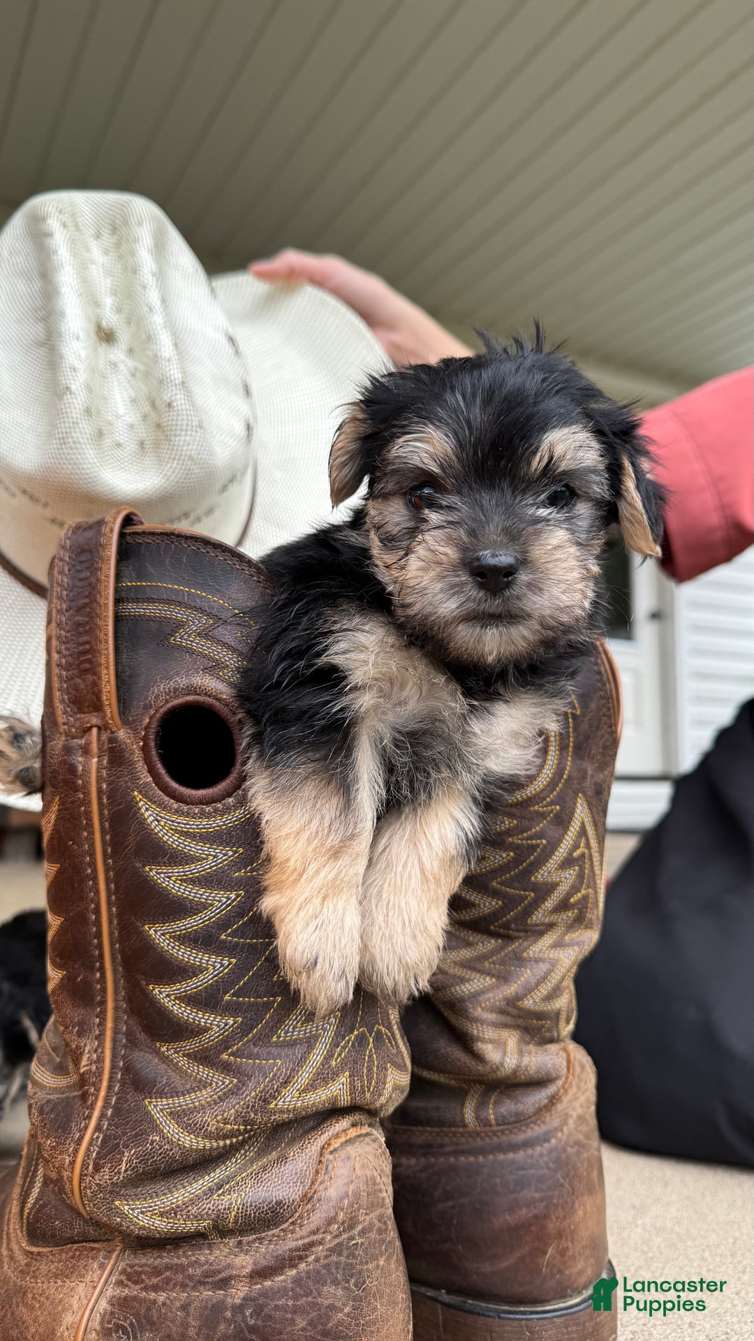 Morkie dogs for sale: Ivy - Ad 4