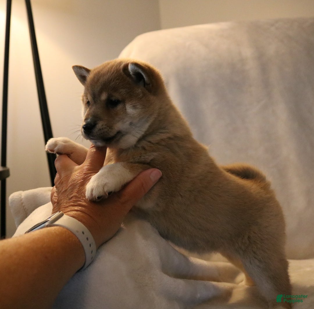 Shiba Inu dogs for sale: Sasha  - Ad 7