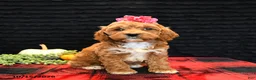 Cockapoo dogs for sale: Jasmine - Ad 1