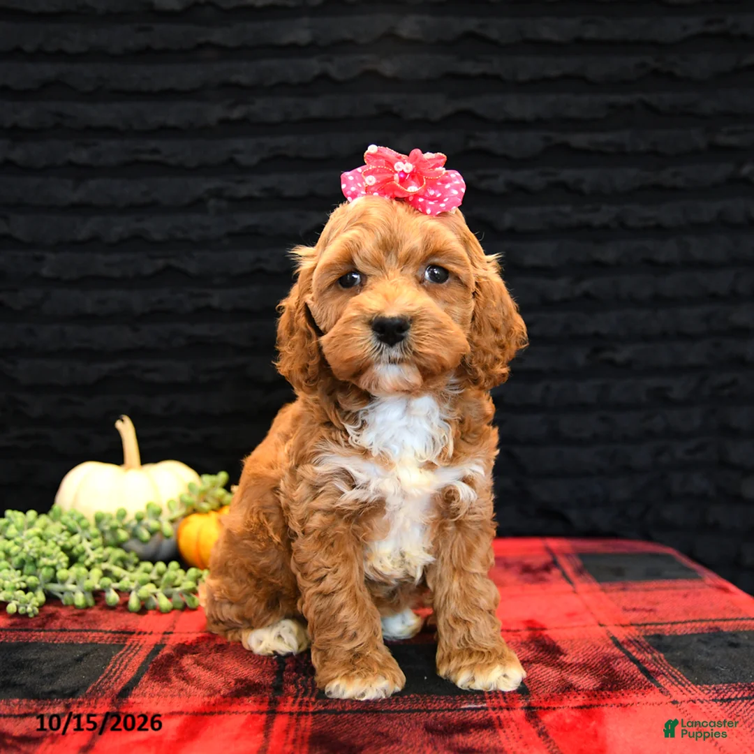 Cockapoo dogs for sale: Jasmine - Ad 1