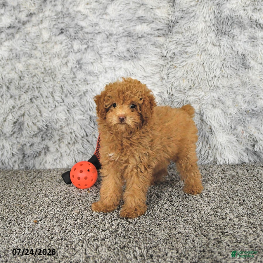 Toy Poodle dogs Mason Extra Small - Ad 1