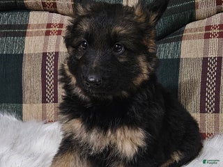 German Shepherd dogs Lainey - Ad 2