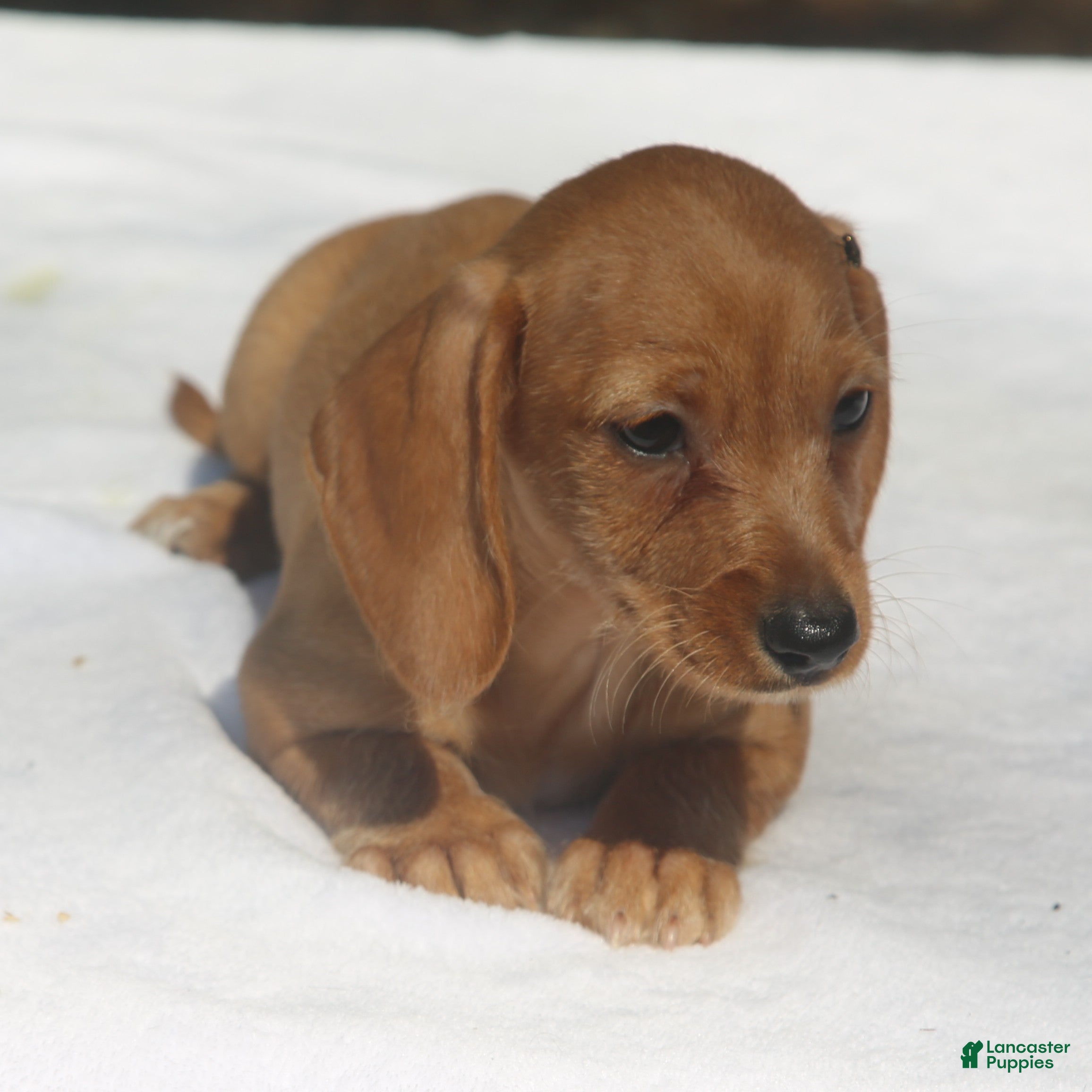 Miniature Dachshund dogs Clear Red Wirehair Mini - Ad 1