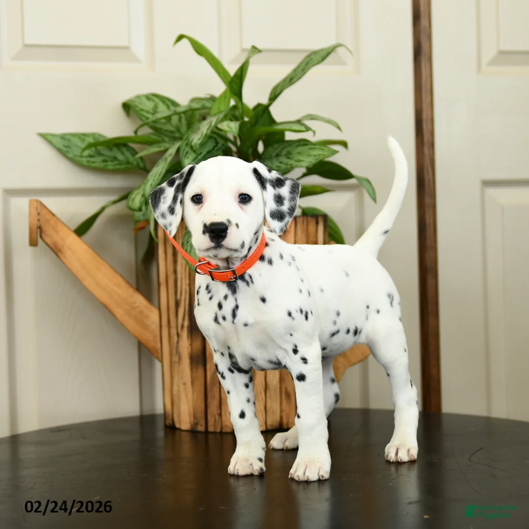 Dalmatian dogs for sale: Katie - Ad 3