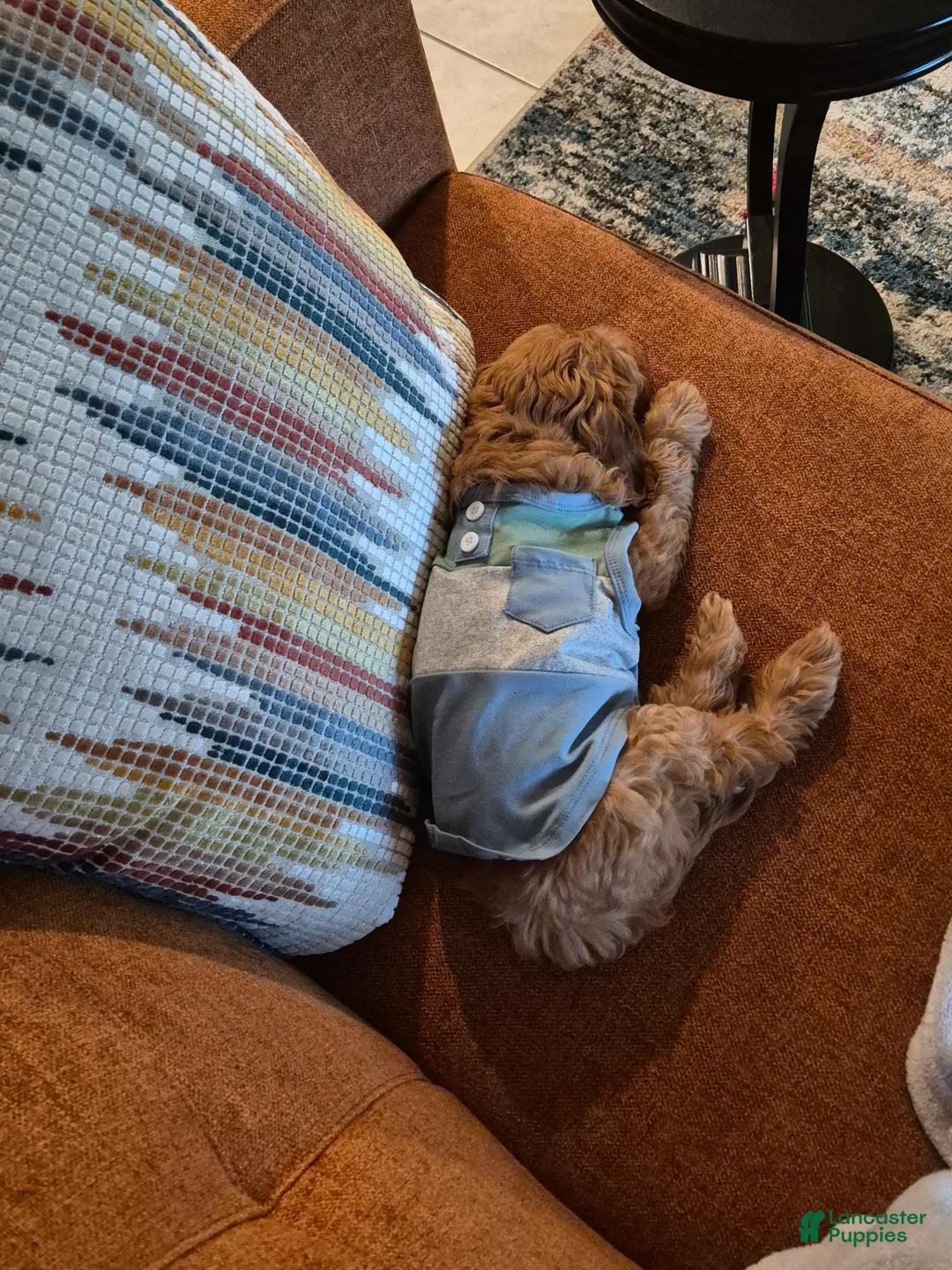 Cavapoo dogs for sale: Benji - Ad 3