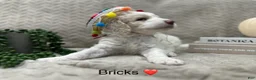 Goldendoodle dogs for sale: Bricks ❤️ - Ad 14