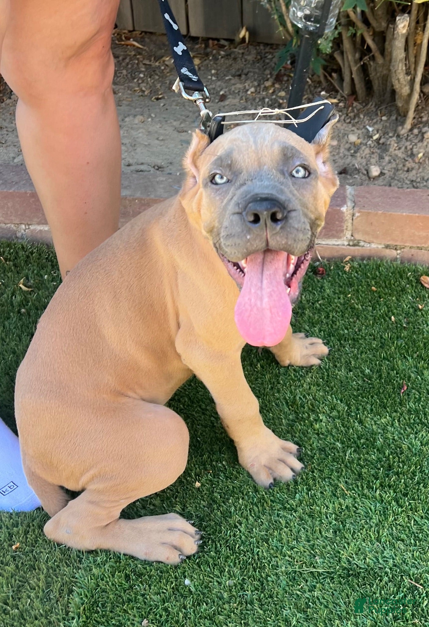 Cane Corso dogs Cane Corso 1 - Ad 1