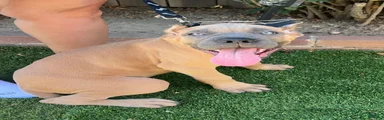 Cane Corso 1