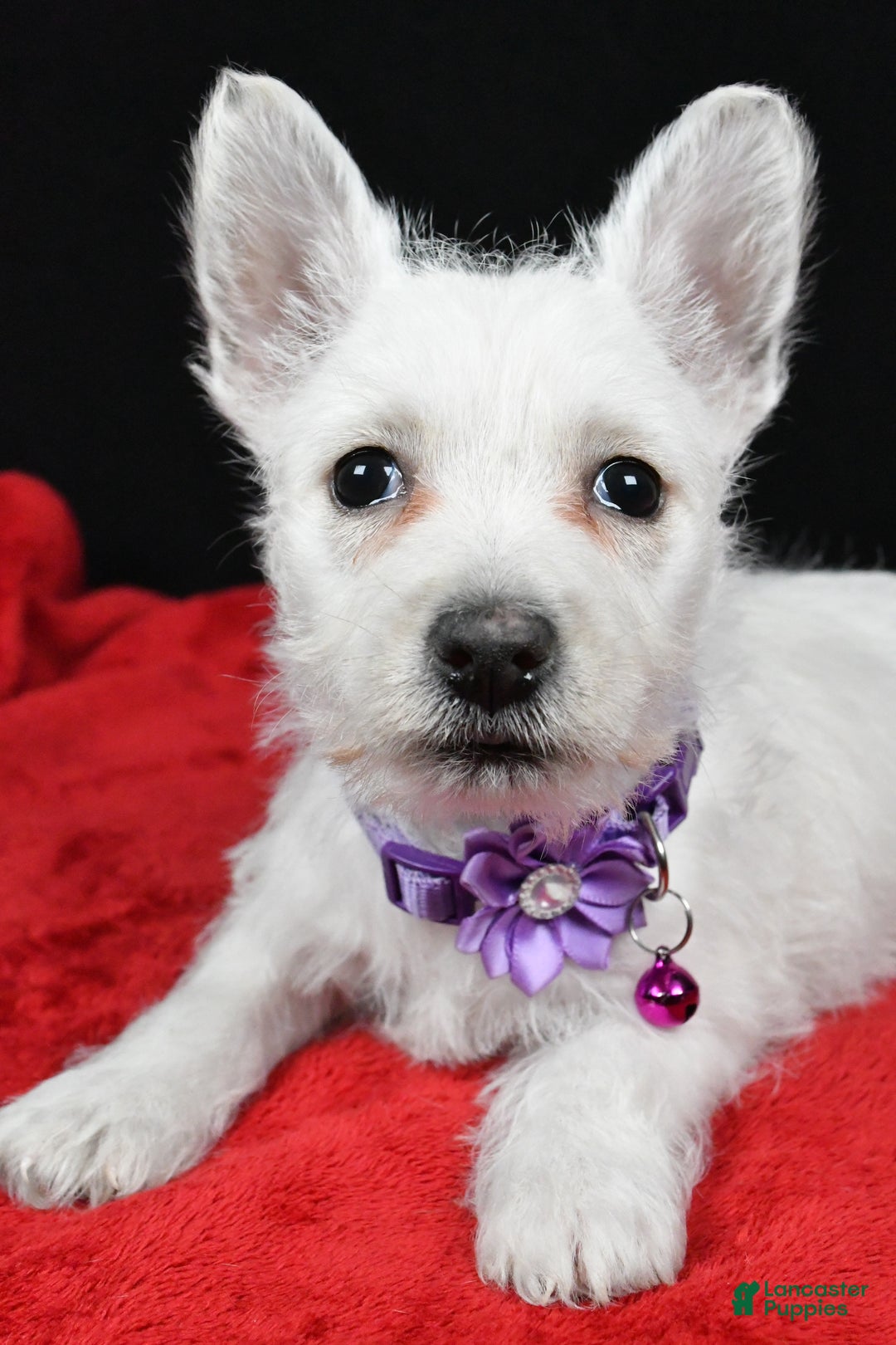 West Highland Terrier dogs for sale: Emmy - Ad 3