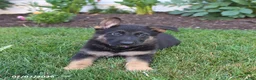 German Shepherd dogs for sale: Shadow - Ad 4