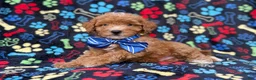 Cavapoo dogs for sale: Artie - Ad 3