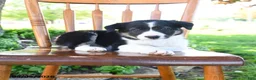 Border Collie dogs for sale: Logan - Ad 4