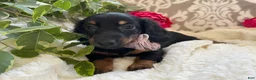 Miniature Dachshund dogs for sale: Callie - Ad 3