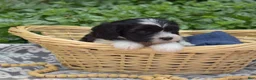 Cavachon dogs for sale: Freedom - Ad 4