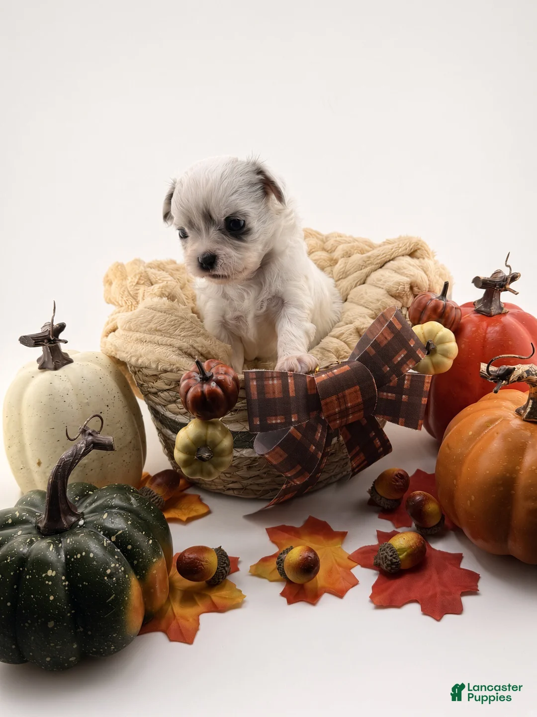 Chihuahua dogs for sale: Chihuahua 2 - Ad 1