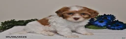Shihpoo dogs for sale: Cooper - Ad 2