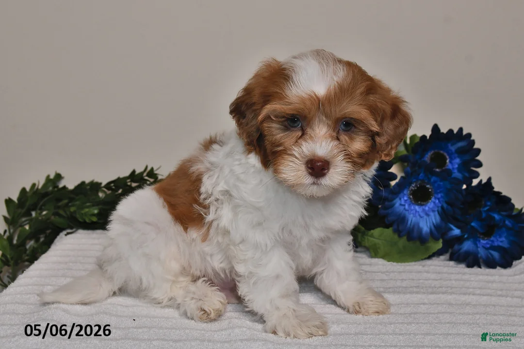 Shihpoo dogs for sale: Cooper - Ad 2
