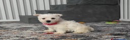 West Highland Terrier dogs for sale: Kendra - Ad 3