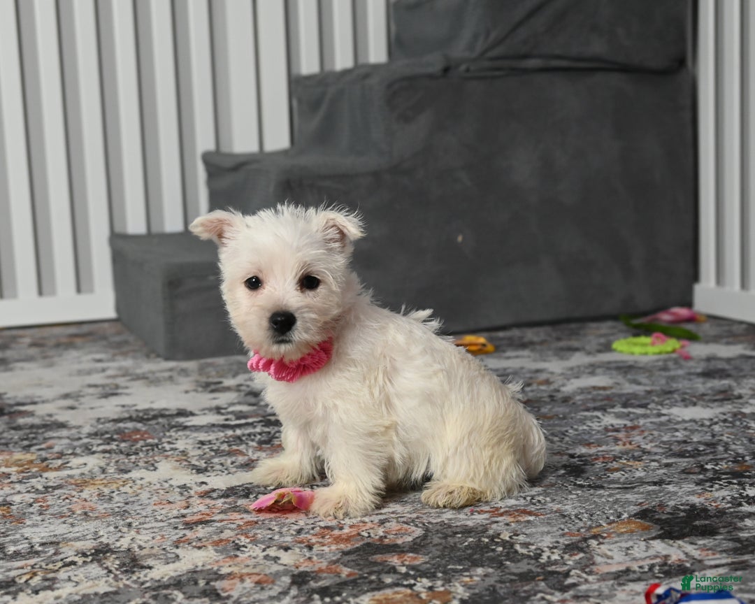 West Highland Terrier dogs for sale: Kendra - Ad 3
