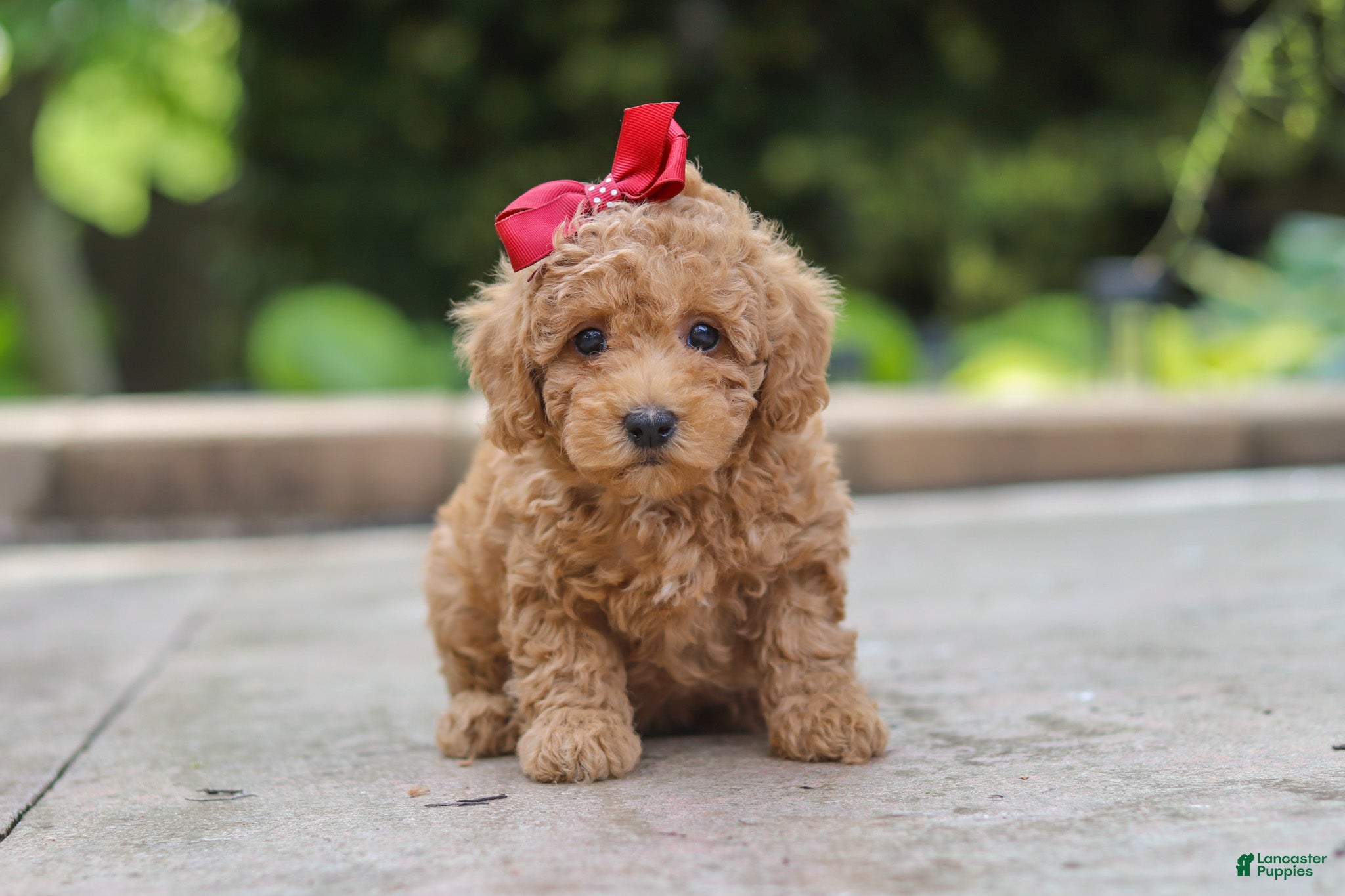 Maltipoo dogs Lottie - Ad 1