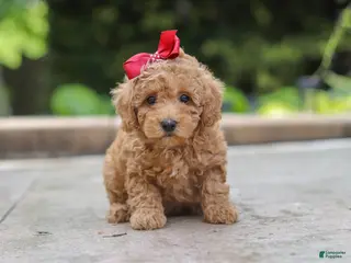 Maltipoo dogs for sale: Lottie - Ad 4