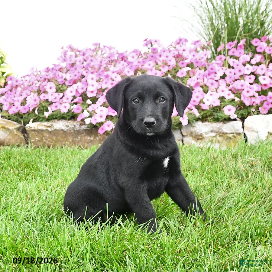 Mixed Breed dogs for sale: Blinky - Ad 4