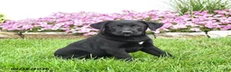 Mixed Breed dogs for sale: Blinky - Ad 1