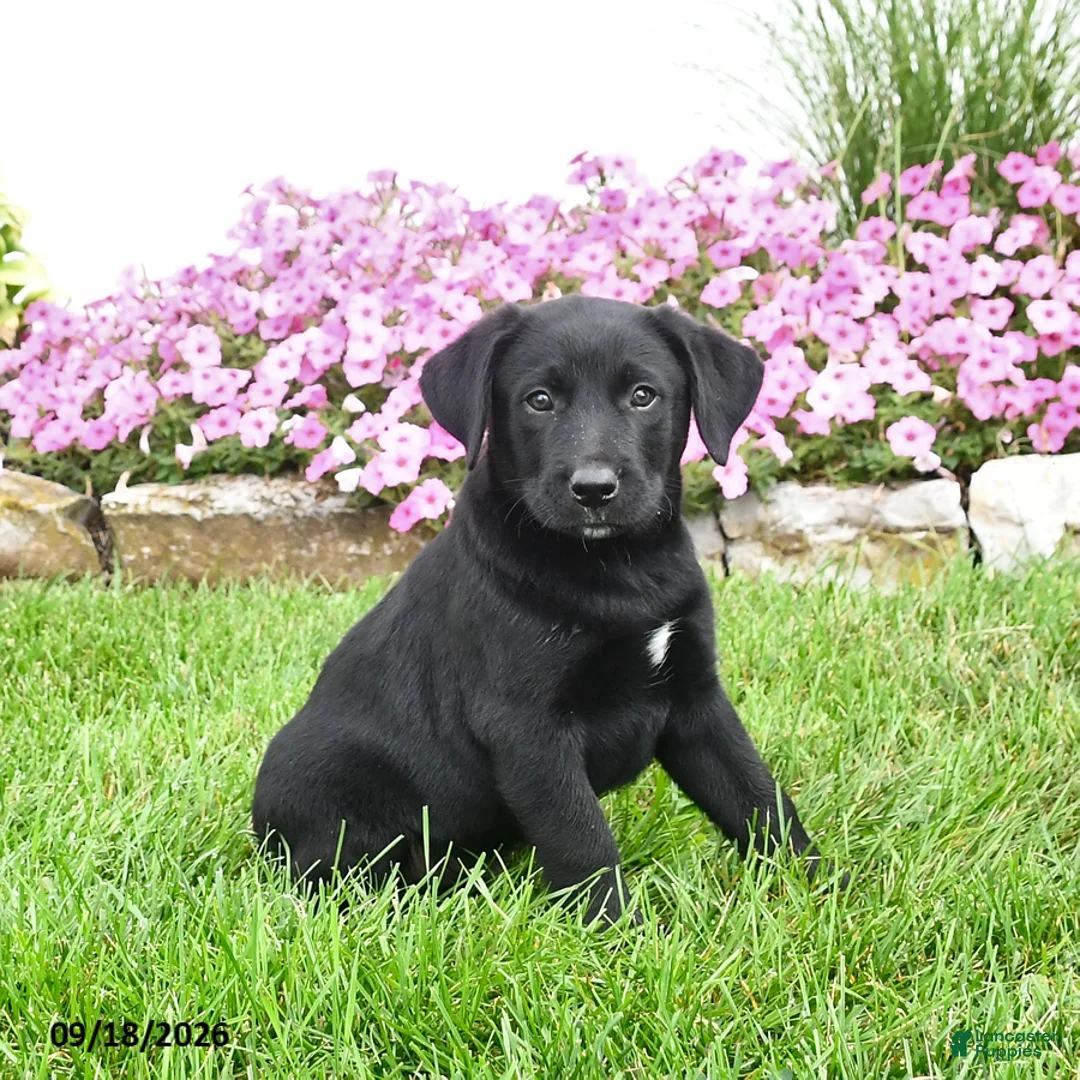 Mixed Breed dogs for sale: Blinky - Ad 1