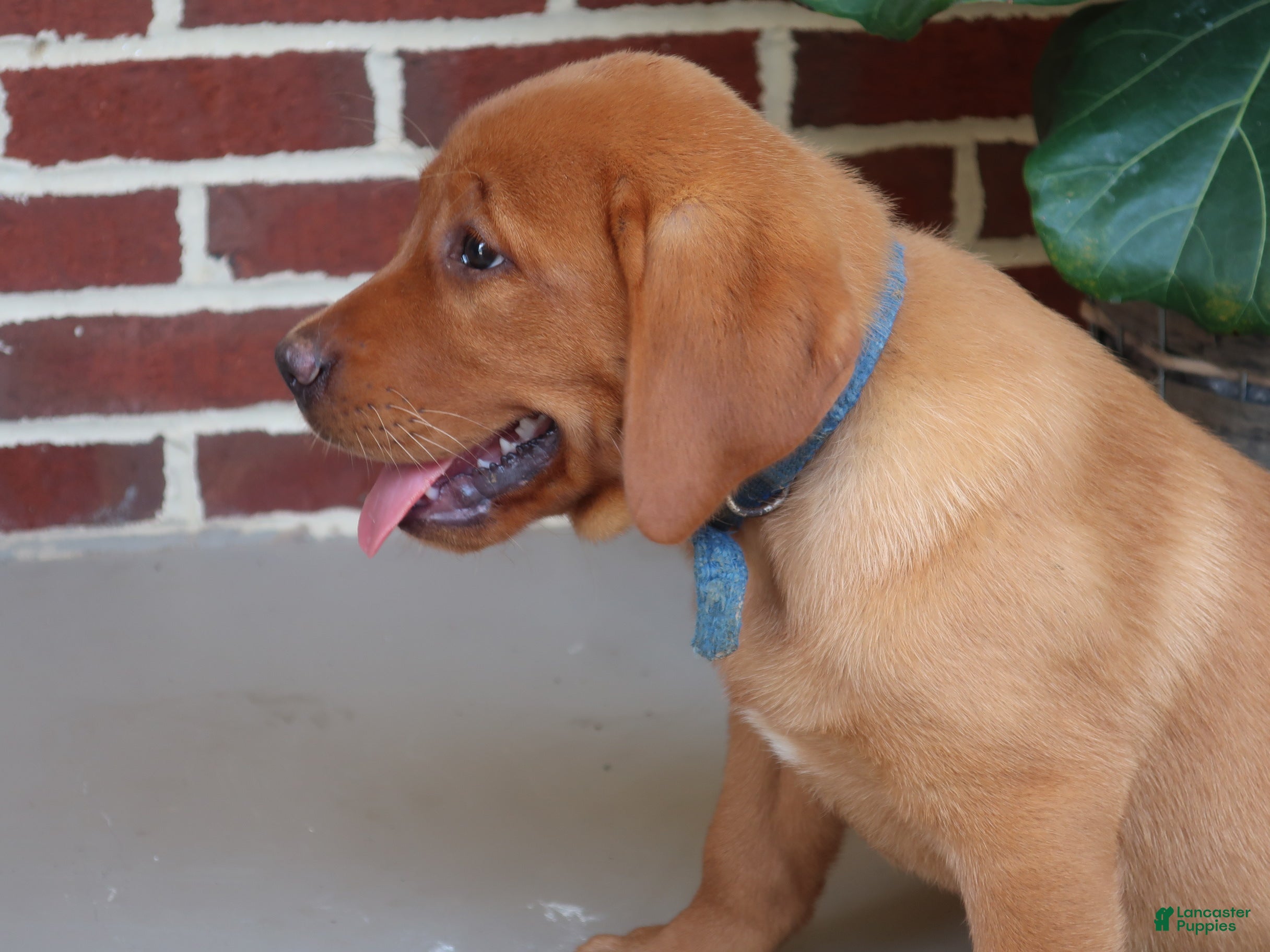 Labrador Retriever dogs Hazel - Ad 1