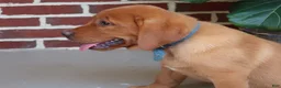 Labrador Retriever dogs for sale: Hazel - Ad 1