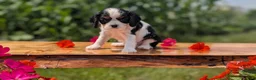 Cavalier King Charles Spaniel dogs for sale: Iris - Ad 4